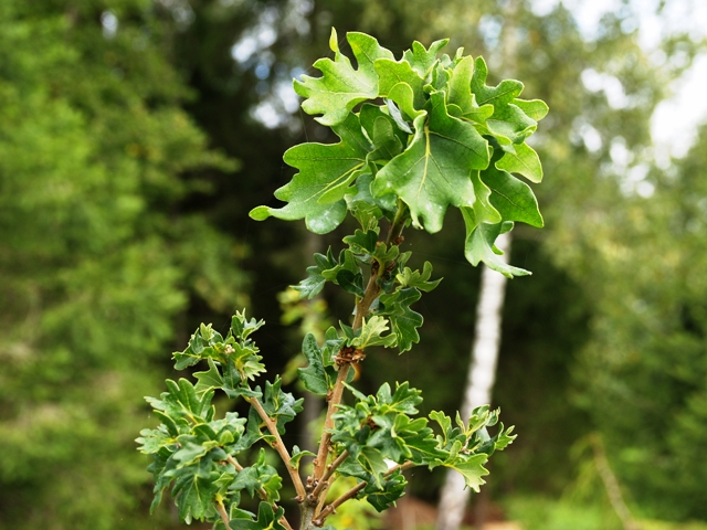 Дуб черешчатый (Quercus robur) 'Cristata'